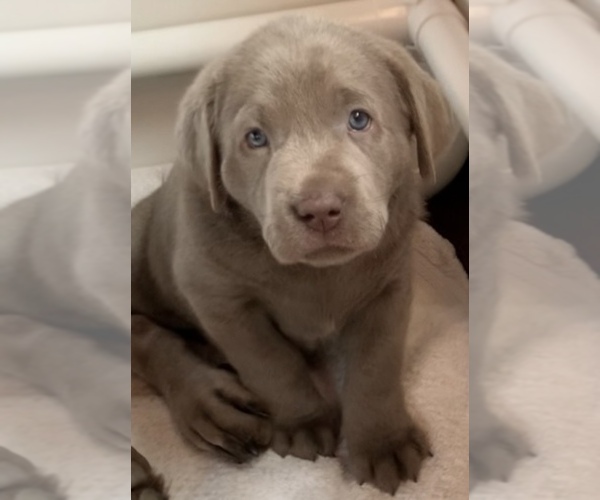 Medium Photo #3 Labrador Retriever Puppy For Sale in DEXTER, NY, USA