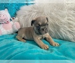 Small #4 French Bulldog