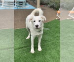Small Photo #7 Great Pyrenees Puppy For Sale in Spring, TX, USA