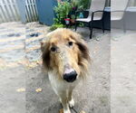 Small #1 Collie
