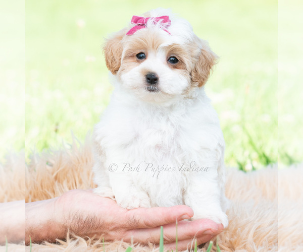 Medium Photo #6 Maltipoo (Toy) Puppy For Sale in WARSAW, IN, USA