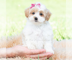 Small #5 Maltipoo (Toy)