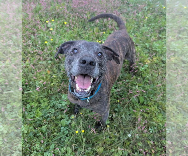 Medium Photo #2 Mutt Puppy For Sale in Calhoun, GA, USA