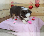 Small Photo #3 Australian Shepherd Puppy For Sale in MARION, IN, USA