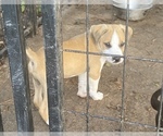 Small Photo #1 American Pit Bull Terrier Puppy For Sale in HOLLY HILL, SC, USA