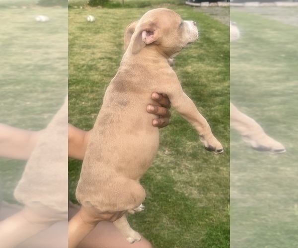 Medium Photo #20 American Bully Puppy For Sale in LAKE STATION, IN, USA