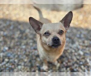 Chihuahua Dogs for adoption in Fort Wayne, IN, USA