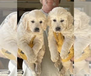 English Cream Golden Retriever Puppy for Sale in ARLINGTON, Tennessee USA