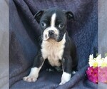 Small Photo #3 Boston Terrier Puppy For Sale in MYERSTWN, PA, USA
