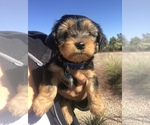Small Photo #2 Yorkshire Terrier Puppy For Sale in WAXAHACHIE, TX, USA