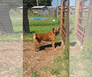 Shepradors Dogs for adoption in Rustburg, VA, USA