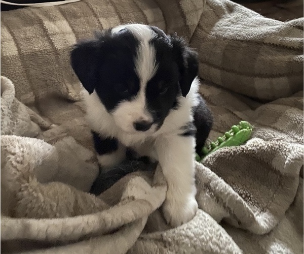 Medium Photo #10 Miniature American Shepherd Puppy For Sale in PLACERVILLE, CA, USA