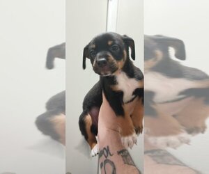 Border Collie-Unknown Mix Dogs for adoption in San Antonio, TX, USA
