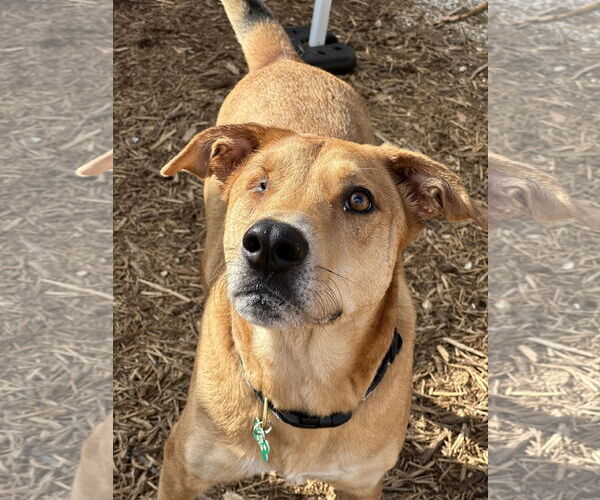 Medium Photo #6 Labrador Retriever-Unknown Mix Puppy For Sale in Houston, TX, USA