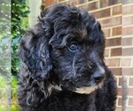 Small #5 F2 Aussiedoodle