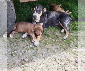 Alaskan Husky-German Shepherd Dog Mix Dogs for adoption in LEBANON, OH, USA