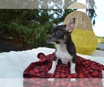 Small Photo #4 Chihuahua Puppy For Sale in HONEY BROOK, PA, USA