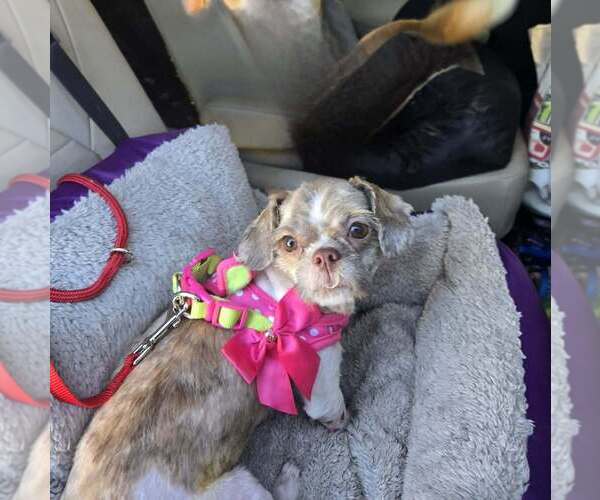 Medium Photo #2 Shih Tzu Puppy For Sale in Plantation, FL, USA