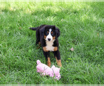 Small #4 Bernese Mountain Dog