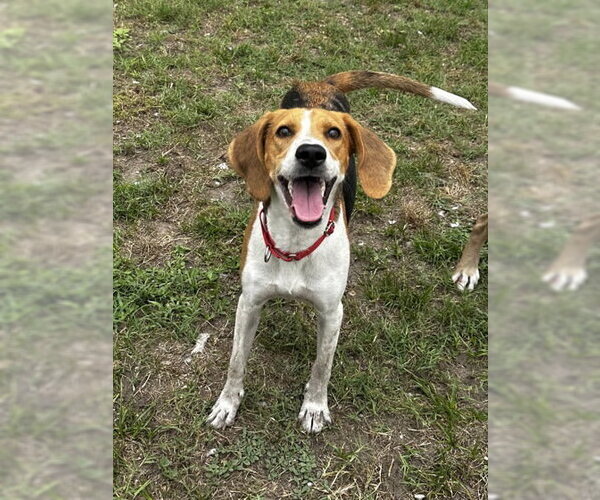 Medium Photo #4 Mutt Puppy For Sale in North Myrtle Beach, SC, USA
