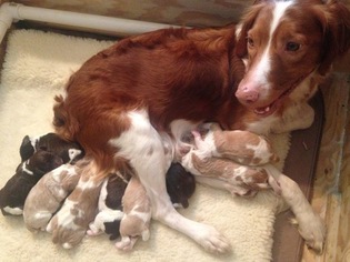 Mother of the Brittany puppies born on 12/13/2018