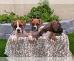 Small Photo #1 Boxer Puppy For Sale in BANNING, CA, USA