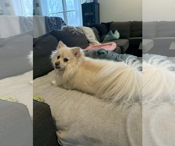 Medium Photo #3 Pomeranian Puppy For Sale in Pacolet, SC, USA