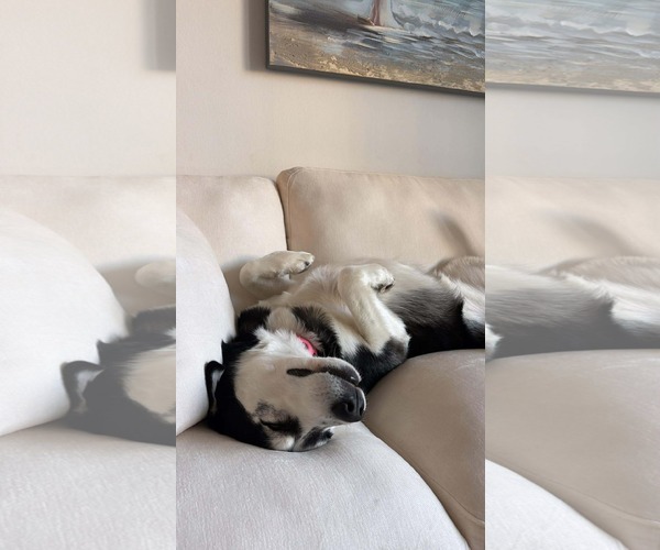 Medium Photo #2 Siberian Husky Puppy For Sale in Carrollton, TX, USA