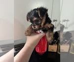 Small Photo #18 Yorkshire Terrier Puppy For Sale in FORT WORTH, TX, USA