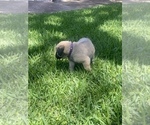 Small Photo #3 Mastiff Puppy For Sale in HOUSTON, TX, USA