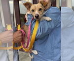 Small #6 Chihuahua Mix