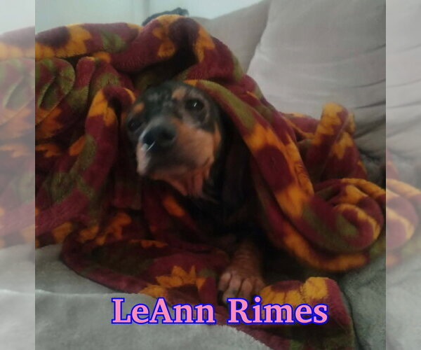 Medium Photo #13 Dachshund Puppy For Sale in San Antonio, TX, USA