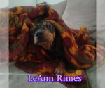 Small #12 Dachshund