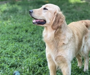 Mother of the Golden Retriever puppies born on 08/02/2023