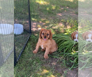 Cavalier King Charles Spaniel Puppy for sale in NILES, MI, USA