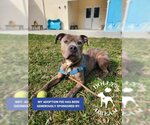 Small Photo #5 American Pit Bull Terrier Puppy For Sale in Vero Beach, FL, USA