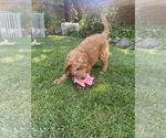 Small Photo #5 Goldendoodle Puppy For Sale in BREA, CA, USA