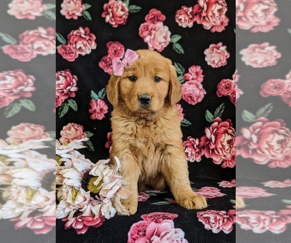 Medium Photo #3 Golden Retriever Puppy For Sale in CHRISTIANA, PA, USA