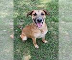 Small #1 Black and Tan Coonhound Mix