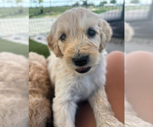 Medium Photo #11 Goldendoodle Puppy For Sale in PLATTEVILLE, CO, USA