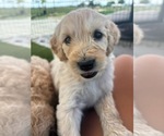 Small #10 Goldendoodle
