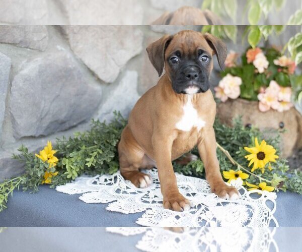 Medium Photo #3 Boxer Puppy For Sale in SHILOH, OH, USA