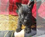 Small Photo #1 Scottish Terrier Puppy For Sale in WHITEWOOD, SD, USA