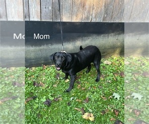 Mother of the Labrador Retriever puppies born on 05/13/2025