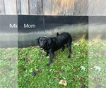 Small Photo #1 Labrador Retriever Puppy For Sale in INEZ, KY, USA
