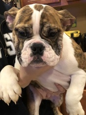 English Bulldog Puppy for sale in HAMBURG, NJ, USA