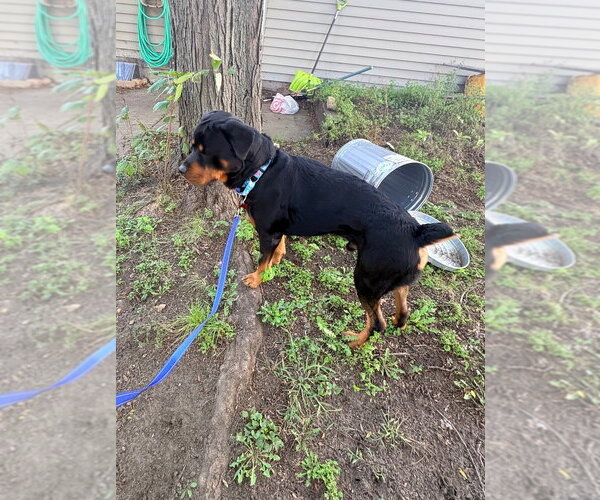Medium Photo #3 Rottweiler Puppy For Sale in Andover, MN, USA
