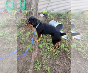 Walter Blackwell - Male Rottweiler Dog for Adoption - Photo #3