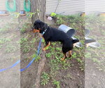 Small Photo #3 Rottweiler Puppy For Sale in Andover, MN, USA