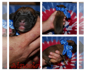 Daniff Puppy for sale in WILLOW CITY, TX, USA